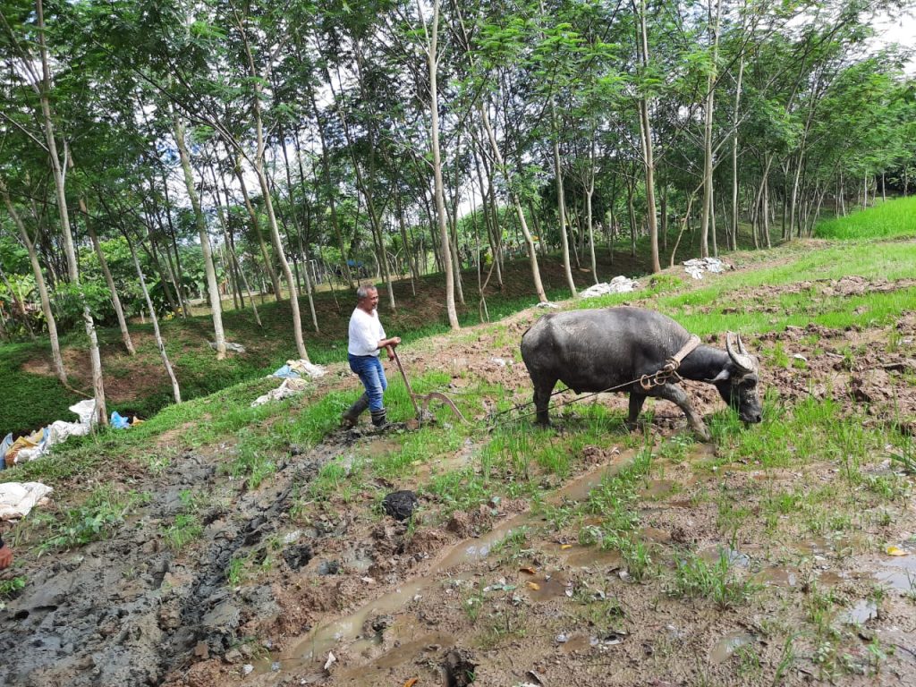 Paglinawan Organic Eco-Farm